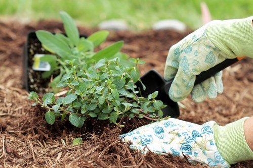Close-up of soil and seedlings illustrating site data and growth